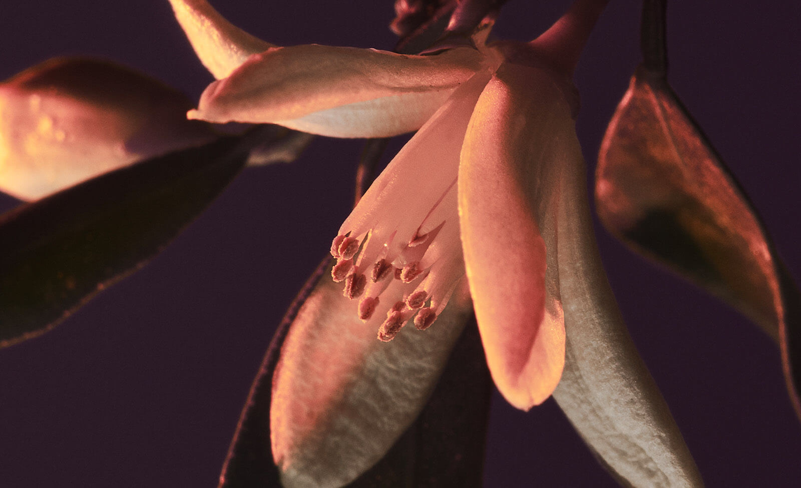 flor de naranjo