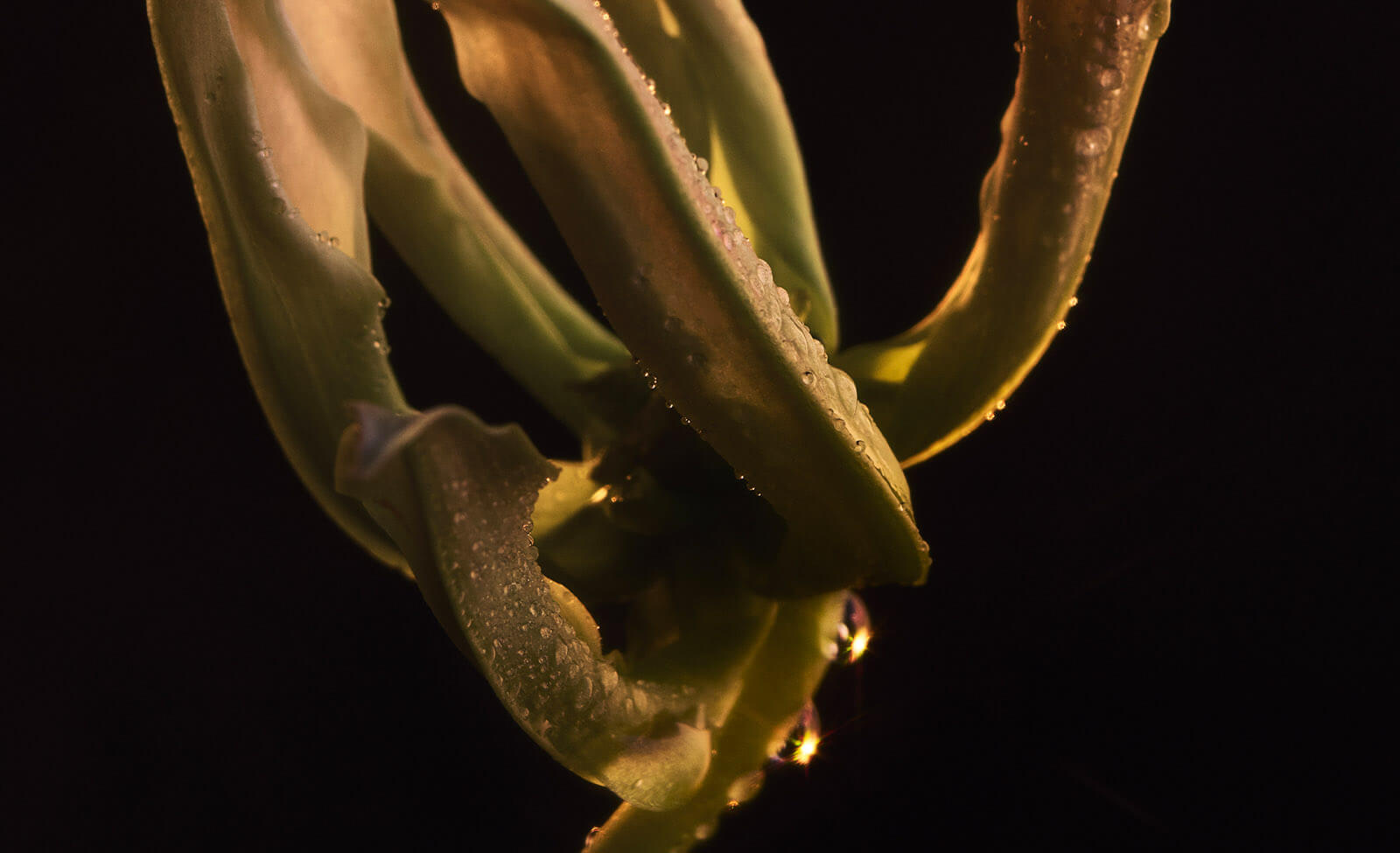flor de cananga